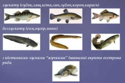 класифікація риби